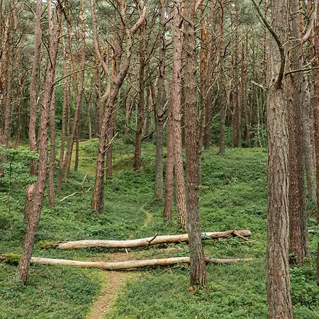 Holender Chalet Dębki